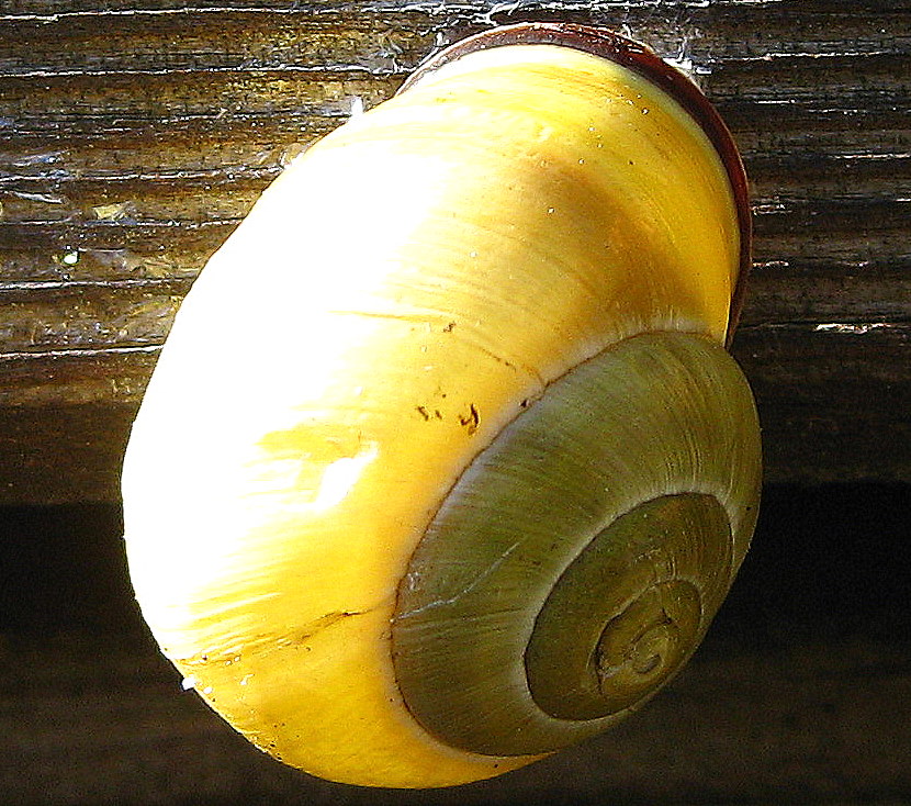 Leuchtschnecke