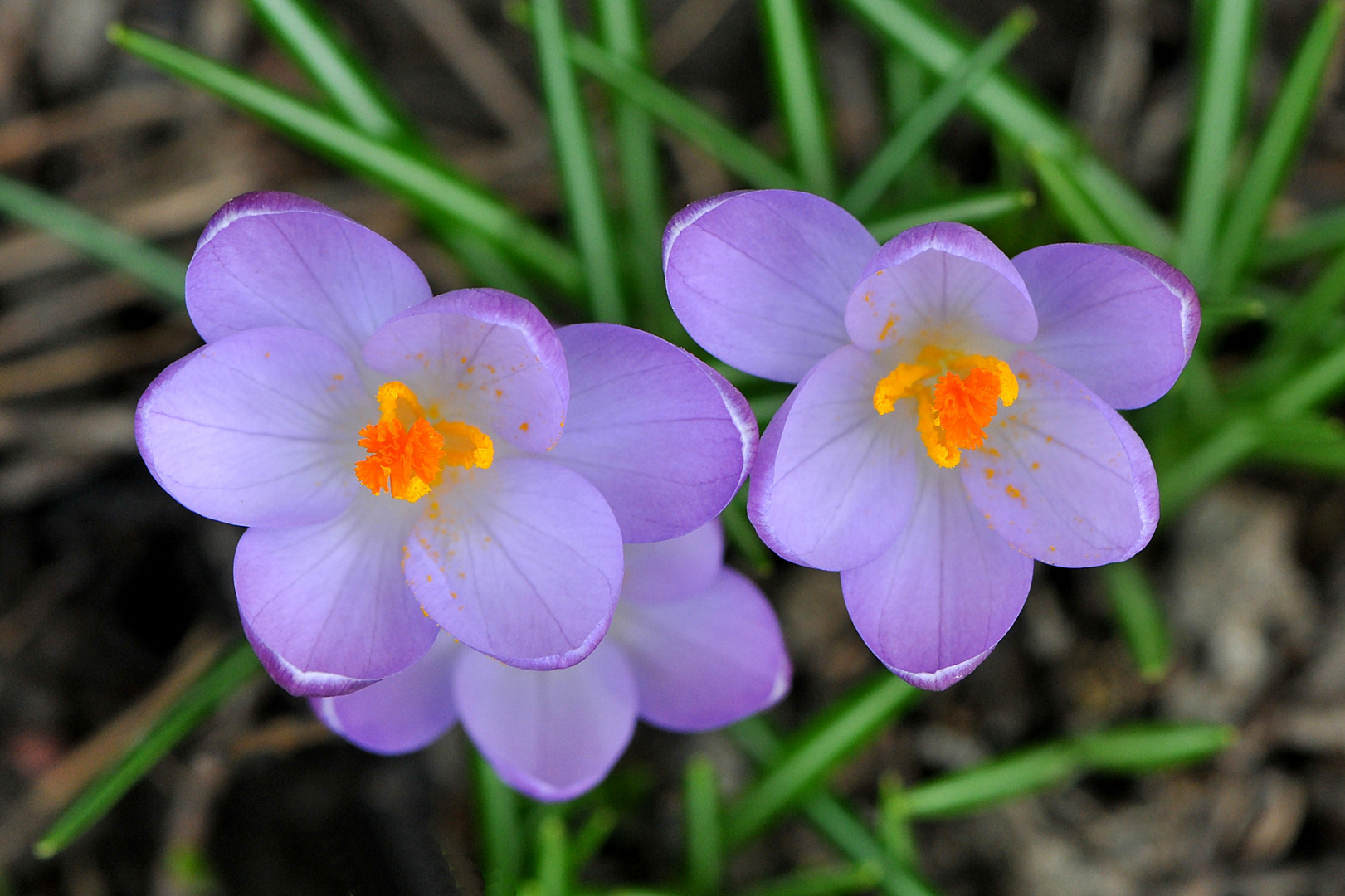 Leuchtstempel