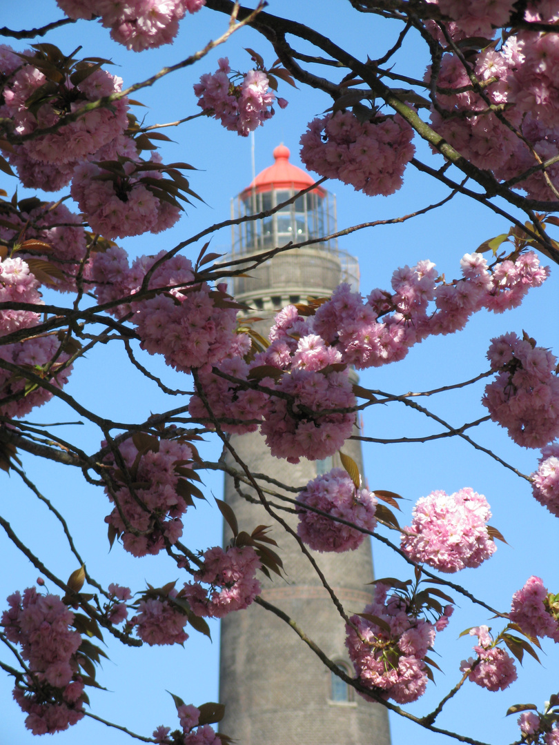 Leuchttum im Frühlingskleid