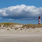 Leuchtturm Amrum mit Möwen