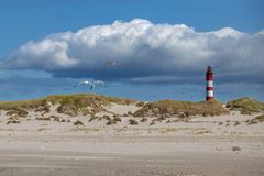 Leuchtturm Amrum mit Möwen