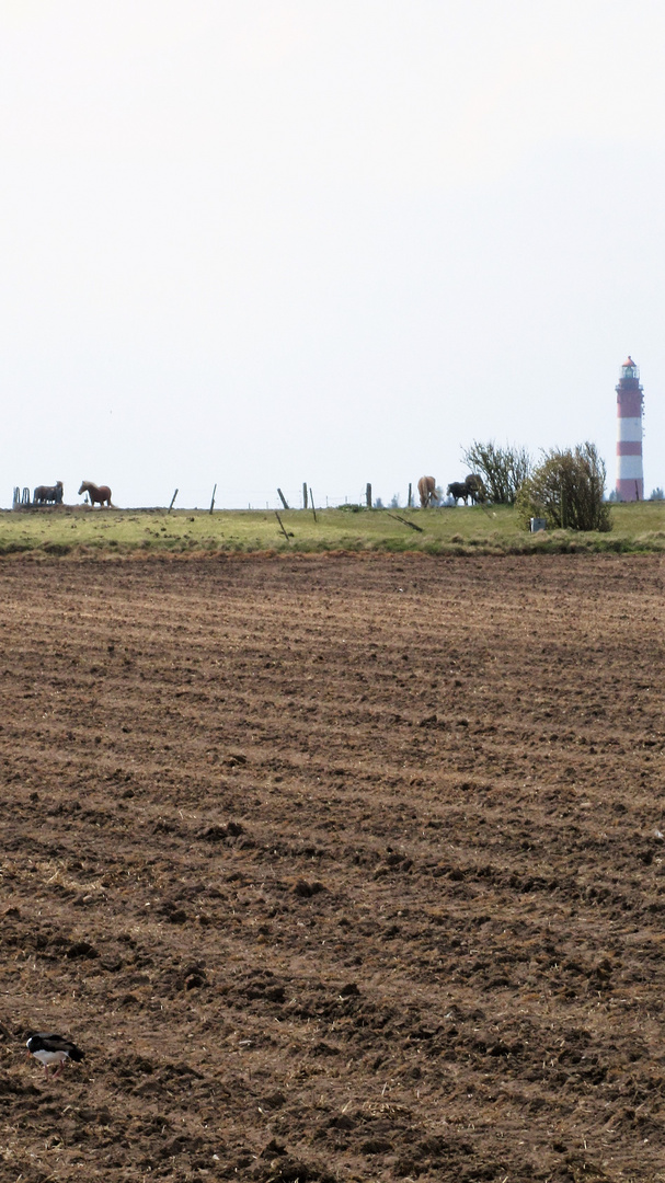 Leuchtturm auf Amrum