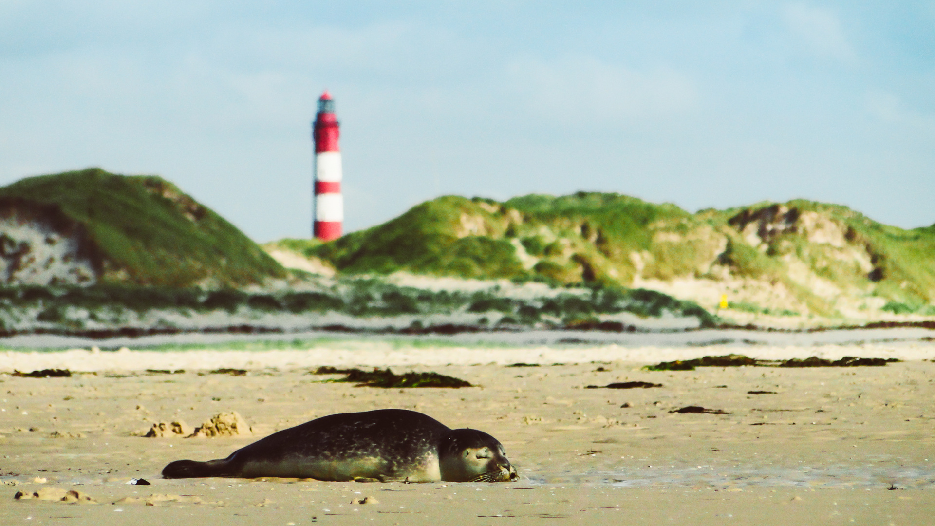 Leuchtturm auf Amrum