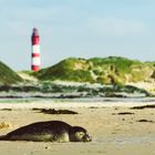 Leuchtturm auf Amrum