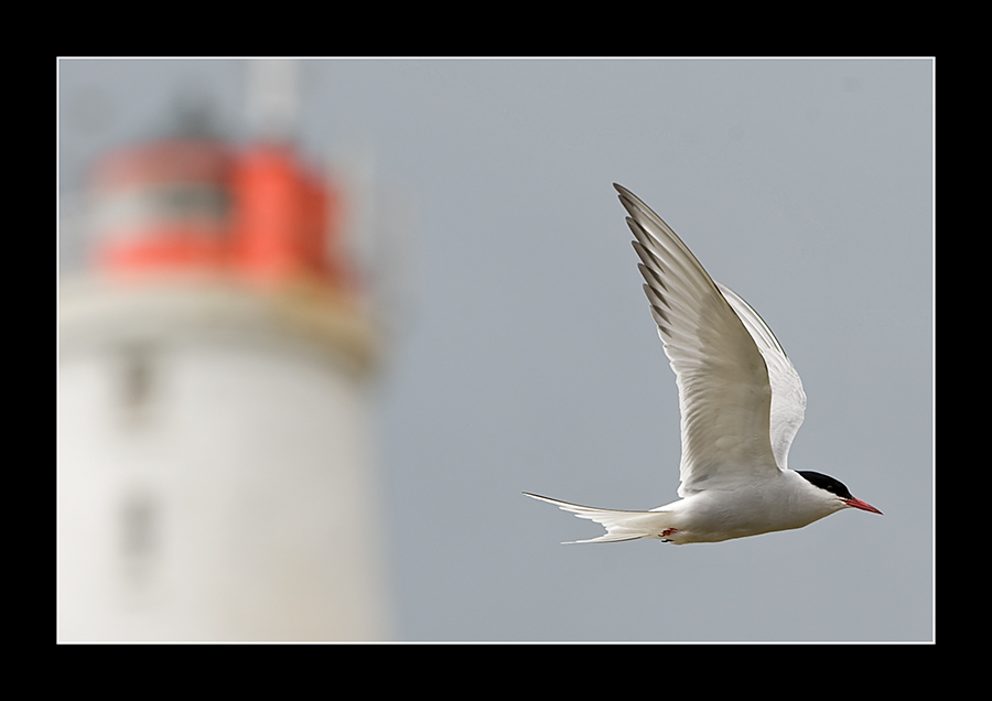 Leuchtturm bei Reykjamesta (auf der Islandkarte unten links)