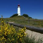 Leuchtturm Dornbusch mit Ginster