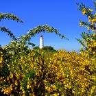 Leuchtturm Dornbusch mit Ginster