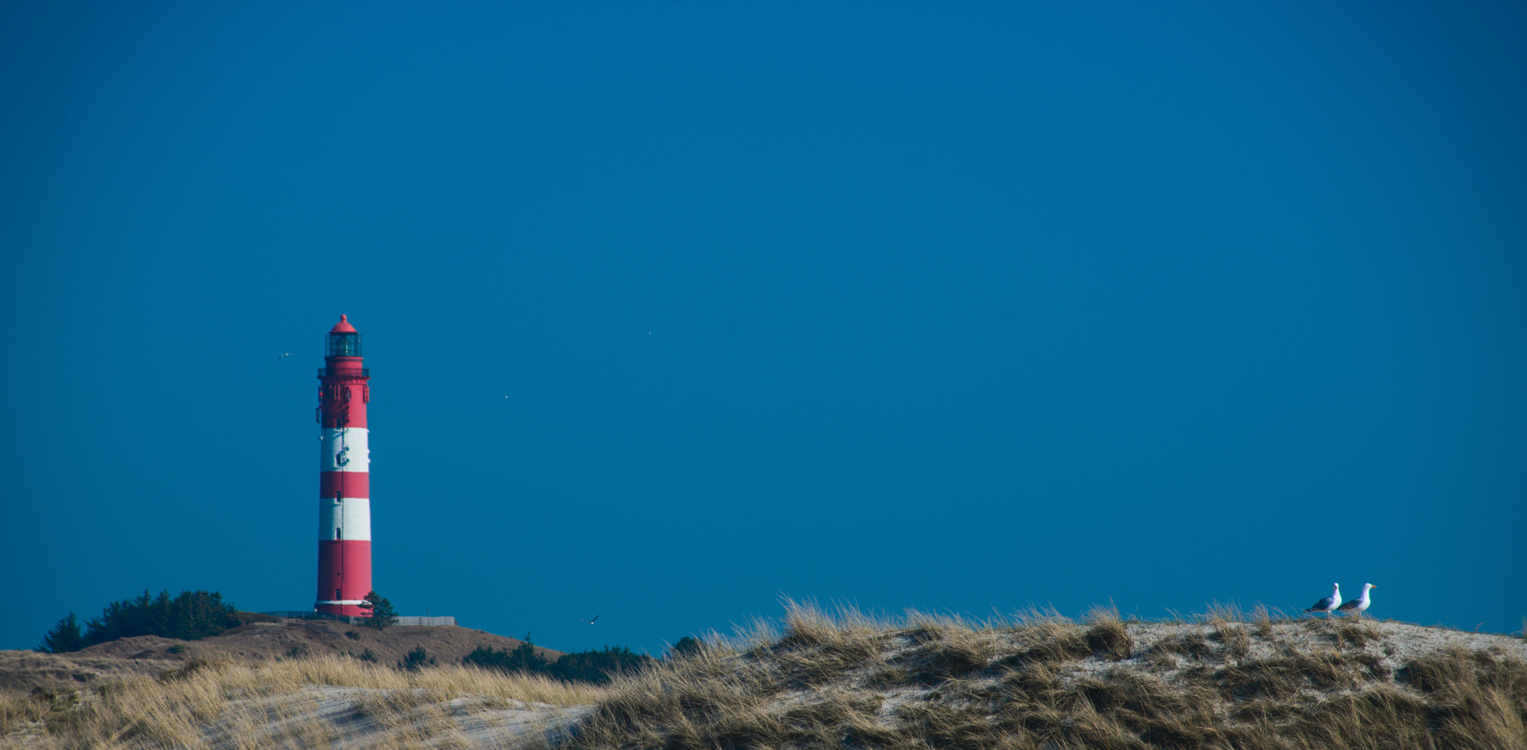 [ Leuchtturm & einige Möwen, Amrum ]