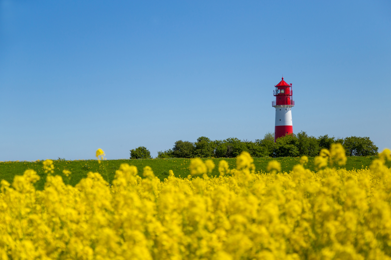 Leuchtturm im Blütenmeer