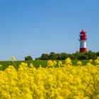 Leuchtturm im Blütenmeer