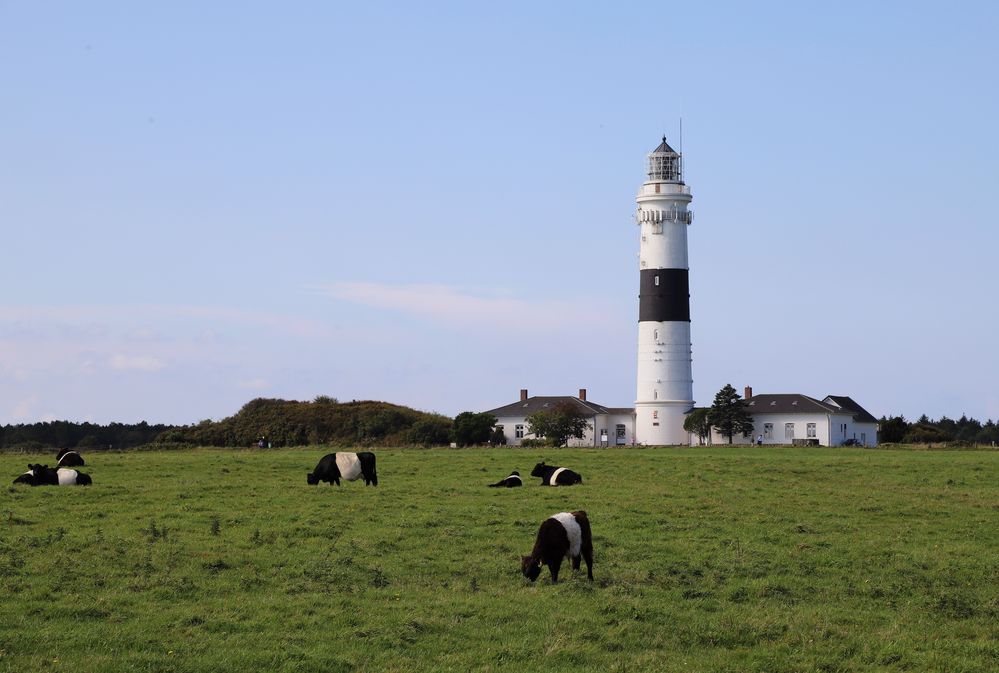 Leuchtturm Kühe