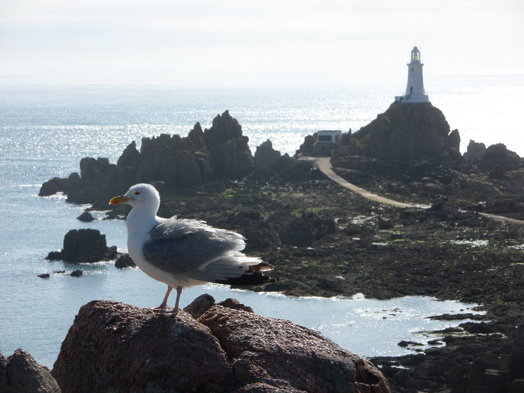 Leuchtturm mit Möwe // Insel Jersey