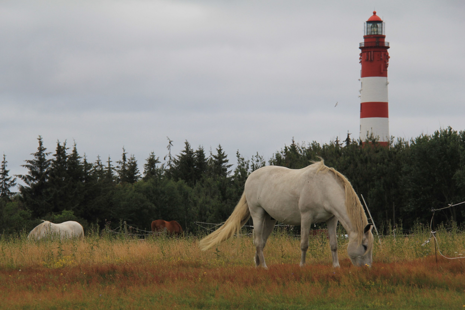 Leuchtturm mit Pferden