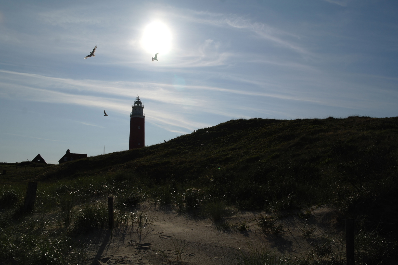 Leuchtturm Texel mit Seemöwen.