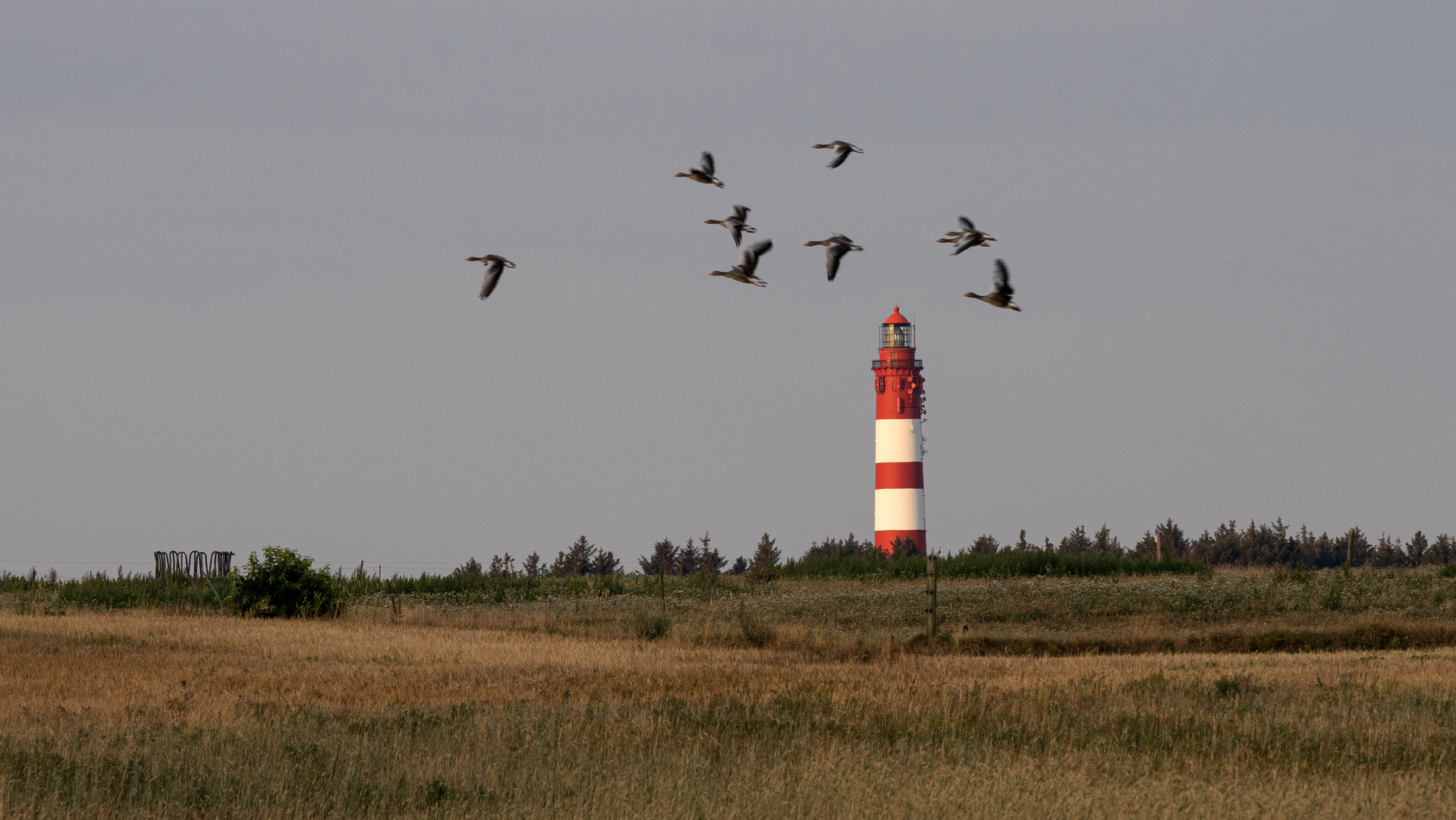 Leuchtturm und Gänse