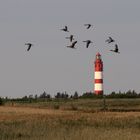 Leuchtturm und Gänse