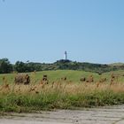 Leuchtturm von Hiddensee