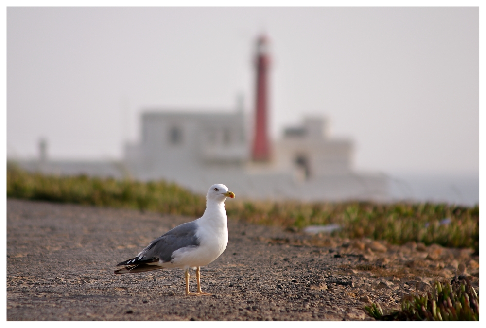 Leuchtturm von Peniche