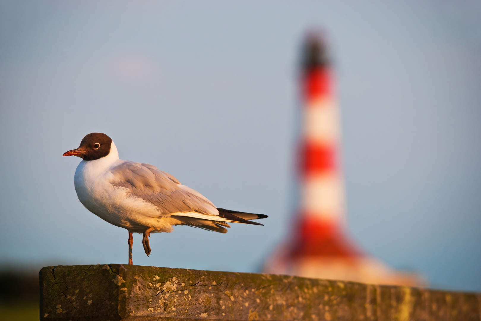 Leuchtturm Westerheversand II