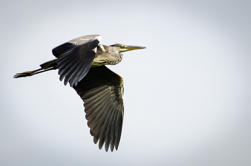 Leuchtvogel