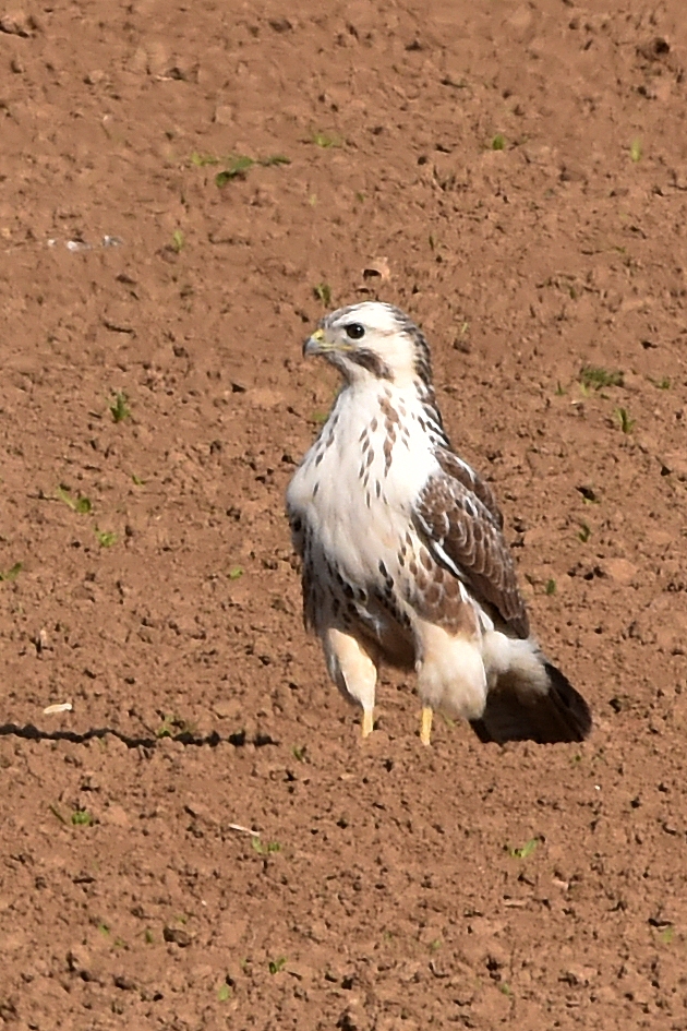 Leuchtzeichen