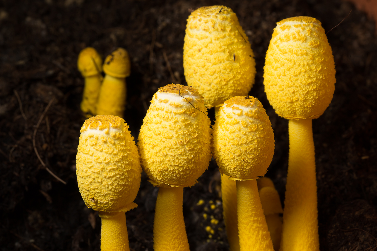 Leucocoprinus birnbaumii