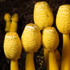 Leucocoprinus birnbaumii