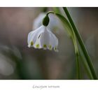 Leucojum