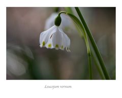 Leucojum