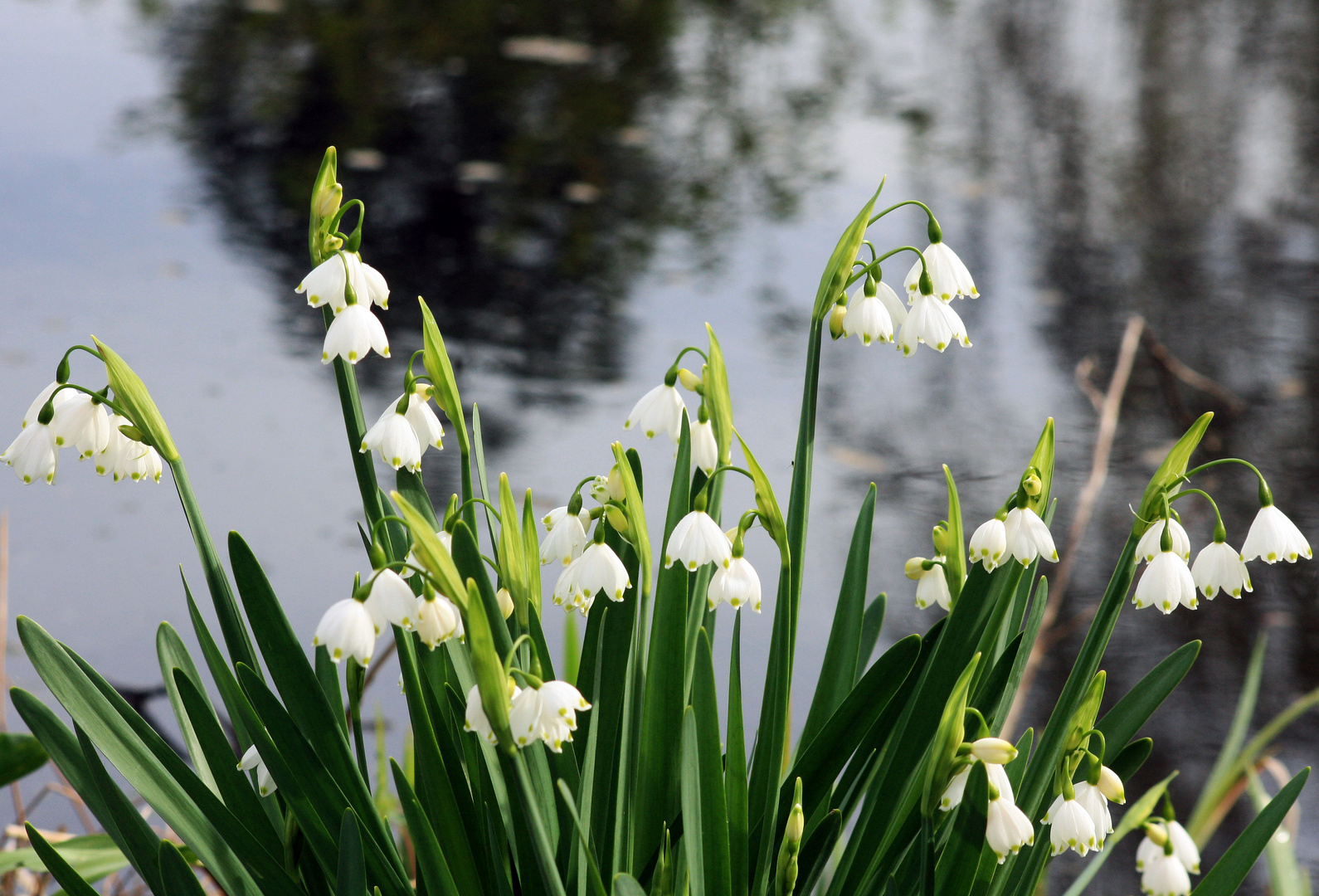 Leucojum aestivum, 