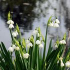 Leucojum aestivum, 