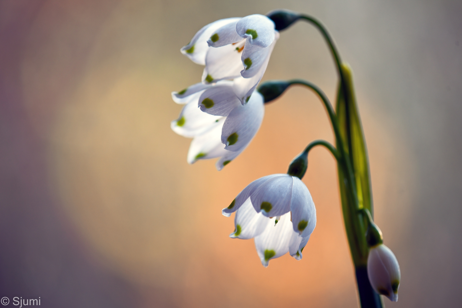 Leucojum aestivum