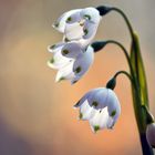 Leucojum aestivum