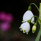 Leucojum aestivum