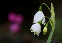 Leucojum aestivum