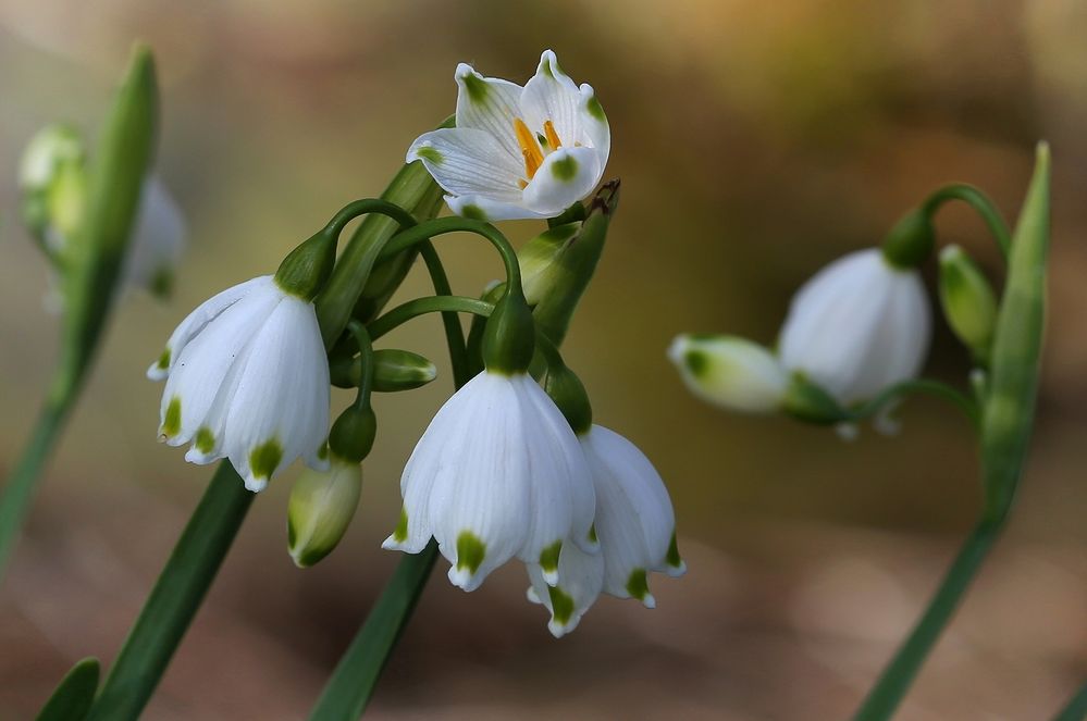 Leucojum aestivum