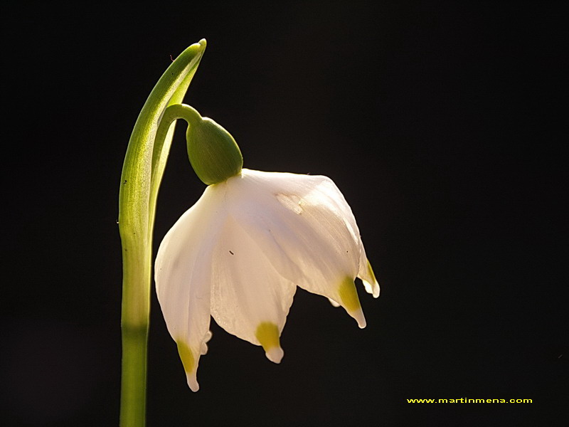 LEUCOJUM AESTIVUM "nivéole d'été"