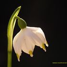 LEUCOJUM AESTIVUM "nivéole d'été"