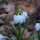 Leucojum mit Doppelblüte