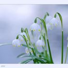 Leucojum vernum...