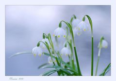 Leucojum vernum...