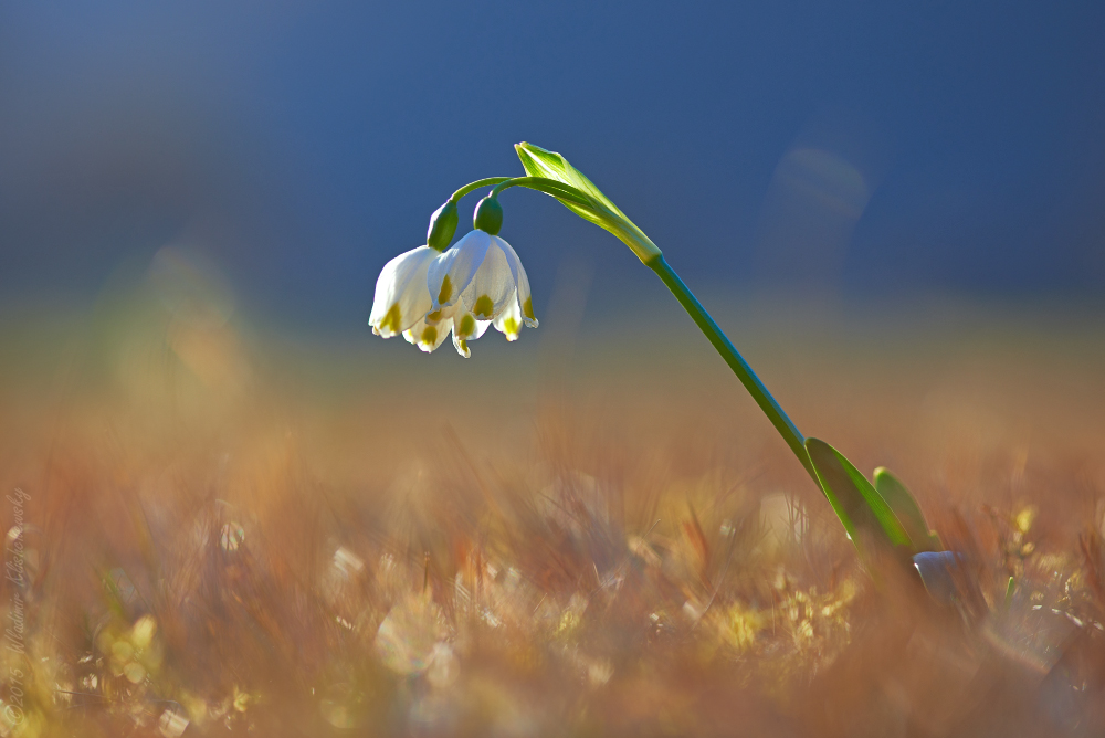 Leucojum vernum