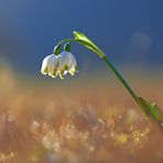 Leucojum vernum