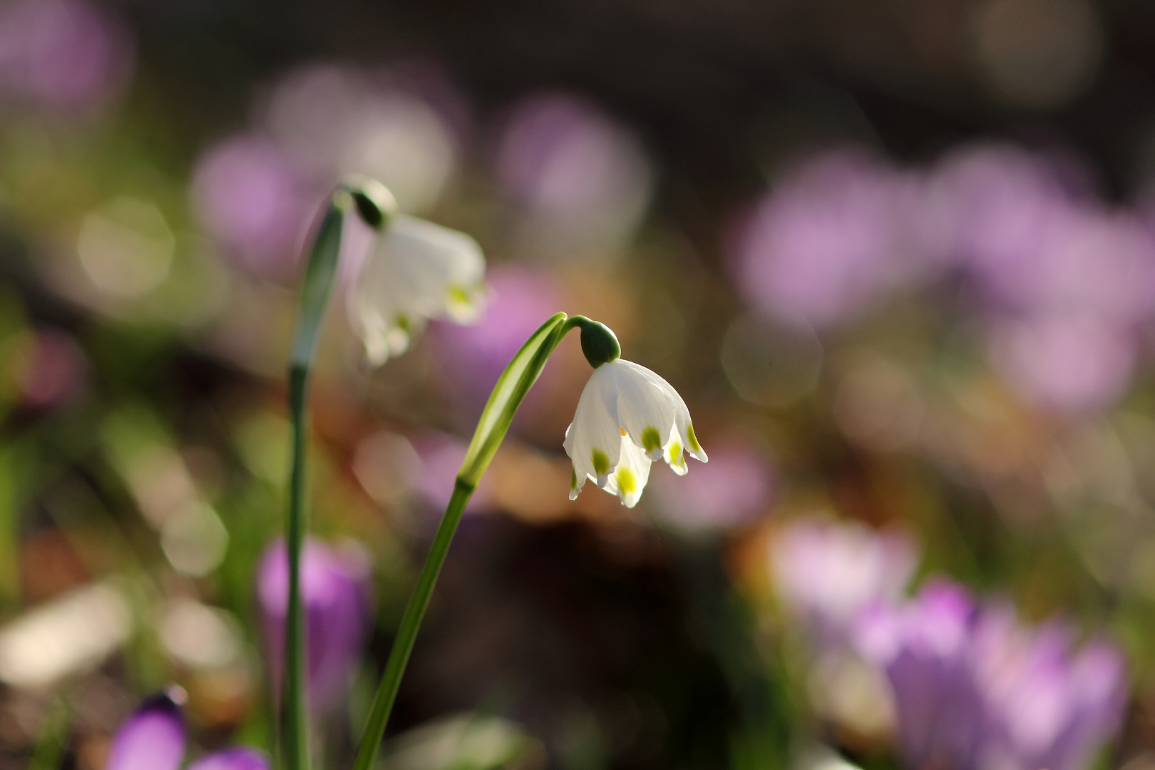 leucojum vernum