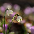 leucojum vernum