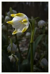 Leucojum vernum