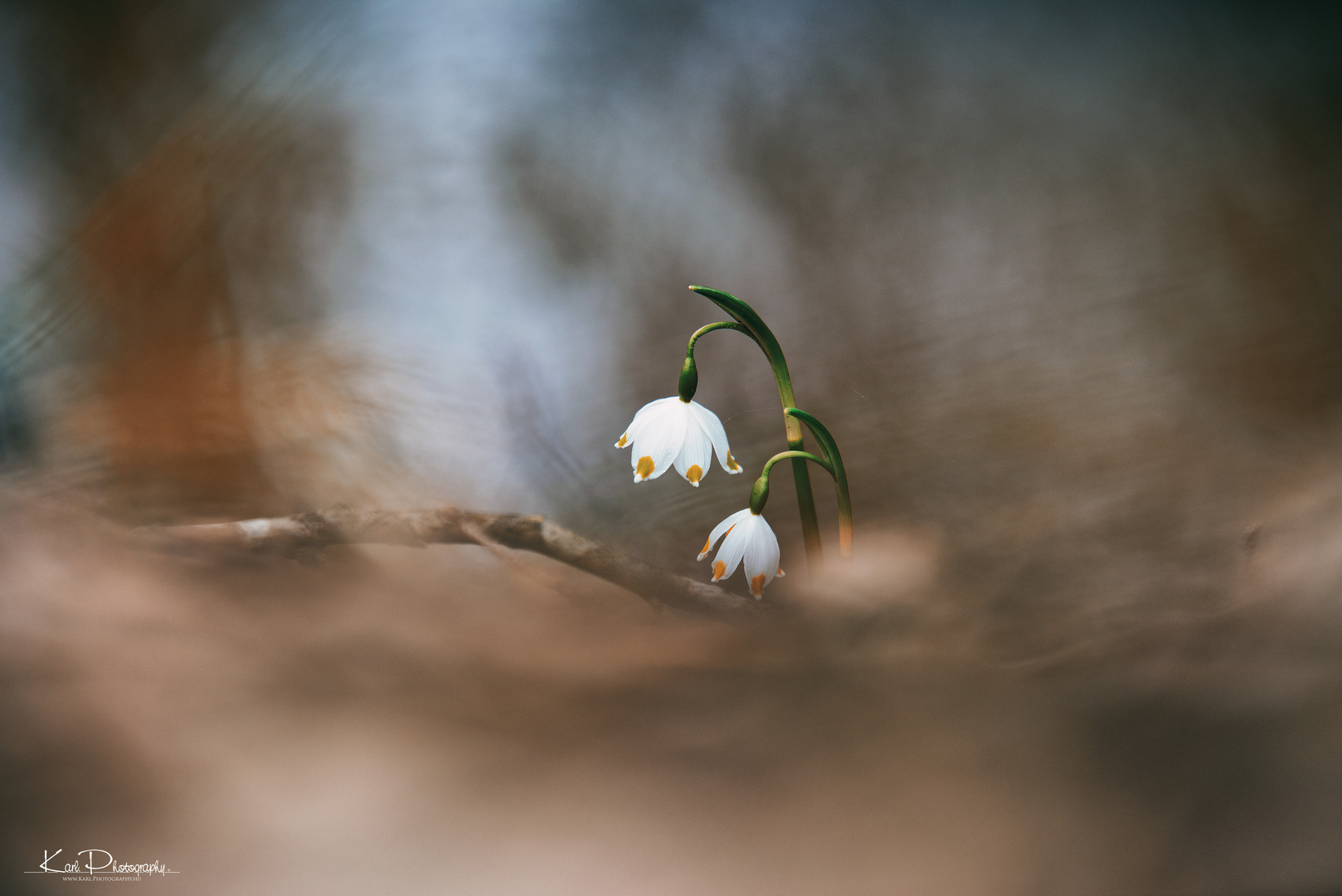 Leucojum vernum