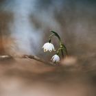 Leucojum vernum