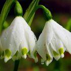 Leucojum vernum