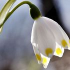 Leucojum vernum